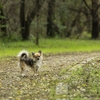 犬も食わない? ・・・65sgg。