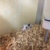 しろあん633日目
