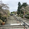 白野江植物公園の桜が綺麗