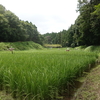 22/08/20　谷戸田の風景　田植え後71日目