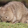 【タスマニア】マライア島はウォンバット天国だった…！【野生動物パラダイス】