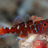  No.105 チゴベニハゼ (Trimma naudei) 