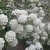 今日の誕生花「こでまり」・花言葉「努力する」