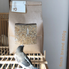 飼鳥の為のエサのあれこれ