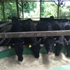 すすき牧場訪問　国産地域飼料を中心とした健康な赤身の牛の飼育