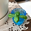 超初心者の家庭菜園日記