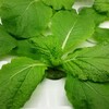 ミニ白菜17日目(水耕栽培)