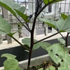 【ガーデニング】【家庭菜園】水ナスと早生シシトウの剪定をしました