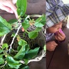 6月①川遊びとたたき染め