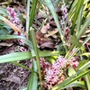 庭の吉祥草