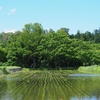6月の田んぼ。