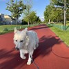 JOYとマシェリの散歩日和