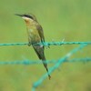 ハリオハチクイ(Blue-tailed Bee-eater)