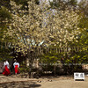 白峰神社・鬱金桜