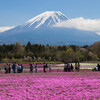 「富士芝桜まつり」に行ってきた