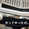 雨田甘夏、略奪です。【猫と恐怖と興奮事情】