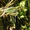 120年振りに「淡竹」（はちく）が開花