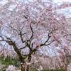 🌸桜2025第四弾🌸室生の春、磨崖仏としだれ桜奈良「大野寺」