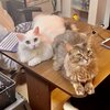 かわいい雨と雪の画像集！ふわふわにゃんこがお届け！　ふわふわにゃんこの雨と雪　第42弾