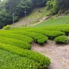 一番茶は終わりへ