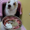 最近の手作りベルごはん🐶🍴