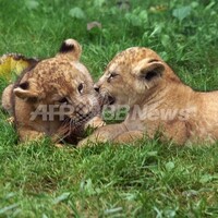 バーバリライオンのいる動物園は 飼育展示動物園とバーバリライオン情報まとめ アリエスコム Ariescom