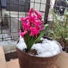 雪の積もったヒヤシンス