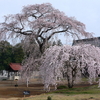 西林寺と延命寺の桜