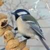 ピーナツリースに来る鳥は
