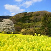 秦野の薄墨桜