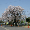 布袋駅のさくら・・・・。