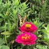 畑からこんにちは！　1003   " 秋植え野菜の観察日記 "   今日は大根を植えました！楽しい家庭菜園！☝️😃