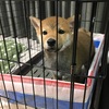 Day50.生後3ヶ月の柴犬が室内で足を上げておしっこをするので対策をしてみた！