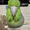 今週の🐦もぐまめ⑯ #インコ