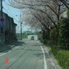 桜満開