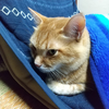 猫達のハロウィーン😽
