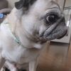 パグが若返った生活習慣！心から満足できる愛犬の飼い方を知りたい人、いませんか？