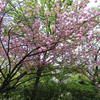 兵庫県西宮）北山緑化植物園。新緑＆花盛り。八重桜、シャクナゲ、ミツバツツジ。センダイムシクイ、シジュウカラ、ヤマガラ、エナガ、シロハラ、ヒヨドリ。ハンミョウ。