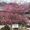 矢掛町　吉祥寺の海棠