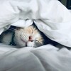 睡眠負債解消せんとヤバすぎる。