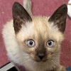 エリンちゃん