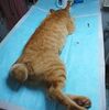 寒くなってきました・・・、茶トラ猫のTNR