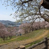 解凍した山越えお花見 in 寒河江公園つつじ園