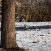 公園の野鳥達