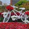 『よこはま花と緑のスプリングフェア2024・花壇展』観賞【山下公園】