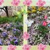 桜の絨毯♪ うさぎのおじさんと行く春のうさんぽ♪