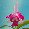 Cattleya intermedia f.flamea orlata 'Red'  