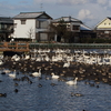 今朝の瓢湖　阿賀の池オカヨシガモ