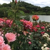 倉敷市 種松山公園西園地のバラ&#127801;