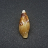 和歌山の貝　ベニウミフデ（Mitra imperialis ,1798）